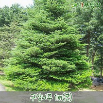 착한가격나무생각 구상나무 1m(분)