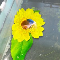 베타꽃침대 자이언트베타침대 둥둥 하프문, 해바라기침대(중)