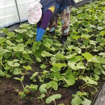 내고향푸드 국내산 머위나물 봄나물 머위순 생머위잎 1kg 2kg, 머위1kg, 1개