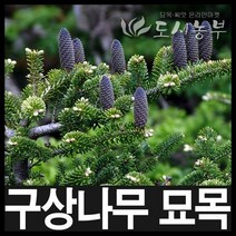 구상나무 실생4년생(2-2) 묘목 나무 원예 식물