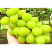 샤인머스켓 씨없는포도 100% 국내산 1kg 고당도 여름 과일 먹기편한 샤인머스캣