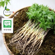 순수 새싹삼 [GAP 인증] 중 100 뿌리 (20~25cm 내외) 1box 선물포장 가능, 일반 포장