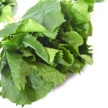 강원도 양구 곰취(곤달비) 1kg /봄나물/산지배송