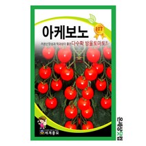 아케보노 30립 / 토마토씨앗 토마토씨 방울토마토 씨앗 방울토마토 키우기, 1개