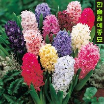 히아신스 구근 히야신스 가을 추식 알뿌리, 04. 카네기 3구