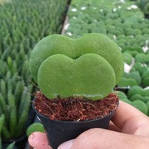 행복한꽃순이 하트호야(2촉), 2개