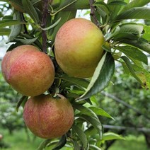 추희(가을자두) 나무 묘목판매 (청아원예조경), 추희자두 특묘