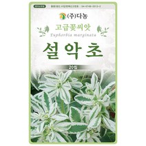 천일홍 자홍색 100립 - 야생화 씨앗 꽃씨 씨 꽃씨앗 야생화씨앗 고급꽃씨 고급꽃씨앗 천일홍씨앗 천일홍씨 천일초, 08_다농_설악초(20립)