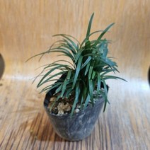 애란 1포트 1화분 수경재배 수중재배 가능 맥문동 테라리움 팔루다리움 식물