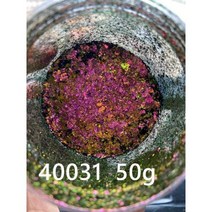 화장품 다채로운 오로라 크롬 카멜레온 플레이크 아이섀도 멀티 공작 갤럭시 먼지 네일 아트 미러 안료 공급 업체, SP40031 50g