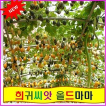 SP1/희귀씨앗/색동호박 (약5립), 1개