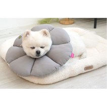 목 피부보호 수술 강아지 고양이 넥카라 깔대기 행동교정 긁음방지 눈안좋은 노령견, 1개, 베이지 M