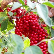 2023 문경 오미자 생과 3kg 5kg 10kg 당절임 오미자, 오미자생과 3kg