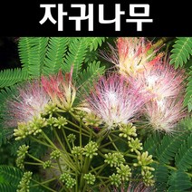 자귀나무 실생2년 뿌리 특묘 나무 묘목 5개/정원/공원/조경수
