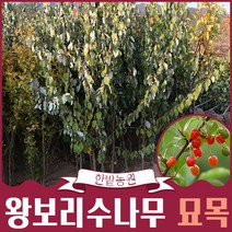 왕보리수나무 묘목 결실주 3년생 4년생 유실수 과실수 열매나무키우기 모종 화단가꾸기 원예 가든