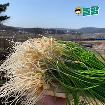 [놀팜] 산지직송 서산 달래 500g 1kg 자연산 국내산 세척 당일수확 향긋한 봄나물