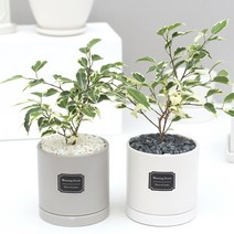 아침향기 실내공기정화식물 무광 원형화분 [화이트], 1개, (무광원형/화이트)스트라이프벤자민