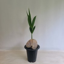 코코넛야자 공기정화식물 온누리농원, 1개