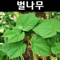 벌나무/산청목 묘목 실생2년 포트3개/특용수 약용수