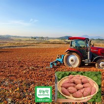 하루카고구마 베로니카고구마 고구마10키로 5키로 3키로, 대 300g이상, 5kg