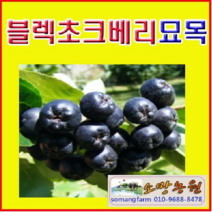 (G소망)블렉초크베리(아로니아)묘목(실생1년) 20그루