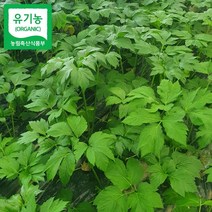 박정국 농부의 유기농 신선초 1kg, 단품