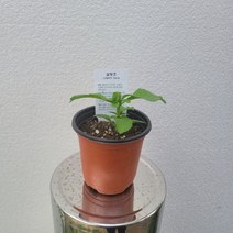 실내공기정화식물 스테비아 설탕초 허브 소품 10-25cm 28