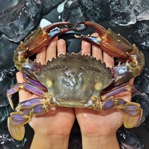 신안 돌게 급냉 박하지 민꽃게 벌떡게 게장용 돌게장 소 중 대 3kg, 돌게 (암수구분X), 돌게 소 2kg( 암수구분X)