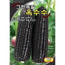 (씨앗) 흑찰옥수수 - 자루가 크고 맛이 좋은 검은 찰옥수수 씨앗 종자 - 100립