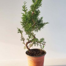 그린피아약초 향나무 사어천 분재 소형