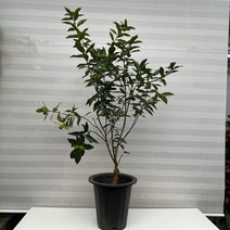 [다은꽃농원]복을 부르는 금귤나무 낑깡나무 대품 키우기쉬운 실내공기정화식물 관상수 인테리어, 1개