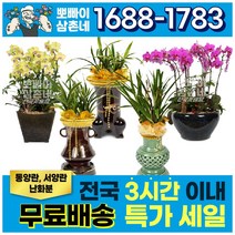 (뽀빠이삼촌네) 동양란 서양란 특별기획 난화분 축하난 난배달 란 승진선물, 인기대국