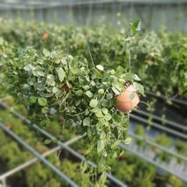 식물 공장 5개 식물도매 대량구매 뉴디시디아멜론 소품 공기정화식물 반려식물 관엽식물 45