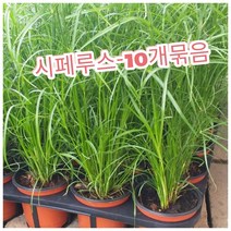 꽃나라엘리스 시페루스-10개묶음- 이집트에서 줄기의 섬유로 종이를 만들었다고, 10개