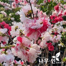 [나무인] 삼색꽃복숭아(삼색도화) 개화주