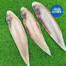 수산대장 자연산 반건조박대 5미(특대) 29-32cm 손질 참박대 전문 수X네반찬 박대구이, 1, 수산대장 손질박대 5미(특대)