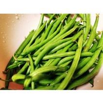 국내산 생 그린빈스 그린빈 생 줄기콩 500g 깍지콩 줄콩 줄기콩 롱빈 프렌치빈, 그린빈스 500g