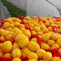 공주네농장 성주 참외, 09. 가정용 흠과 10KG /소과, 1박스
