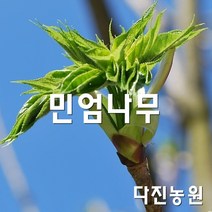 [다진농원] 민엄나무묘목 포트묘