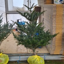 [소나무] 구상나무 150cm 묘목(분) 크리스마스트리 겨울나무
