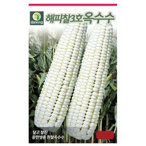 브랜드없음 해피찰3호흰찰옥수수씨앗 250립[FD], 없음, 단품없음