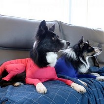 펫에이드 패션테라피 올인원/쫄쫄이 스키니독 S/M/L.펫에이드, 02.로얄블루Small