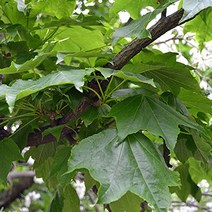 민엄나무 묘목 1년생 40cm내외 엄나무 묘목 (가시없는엄나무)