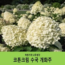 착한가격 나무생각 코튼크림수국 개화주