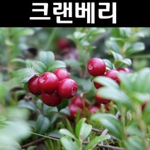 크랜베리 나무 묘목 삽목2년 포트묘 5개/가정/정원/과수