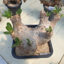 [수암다육] 파키포디움 덴시플로럼 브레비칼릭스 단품 Pachypodium densiflorum v. brevicalyx 다육 다육이 다육식물 국민다육 245