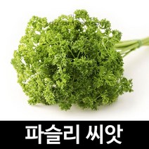 파슬리씨앗 파슬리 채소 씨앗 parsley seeds 500알