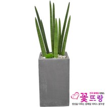 공기정화식물 개업화분 축하화분 화분배달 스투키 행운목 금전수 전국당일배송, B03 스투키