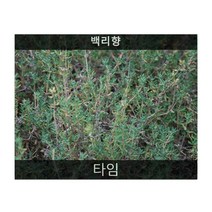 다년생허브 씨앗] 타임 0.1g(약200립)