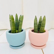 청년농부 초미니 스투키 귀요미화분 1개 완제품 공기정화식물 소형식물, 블루화분